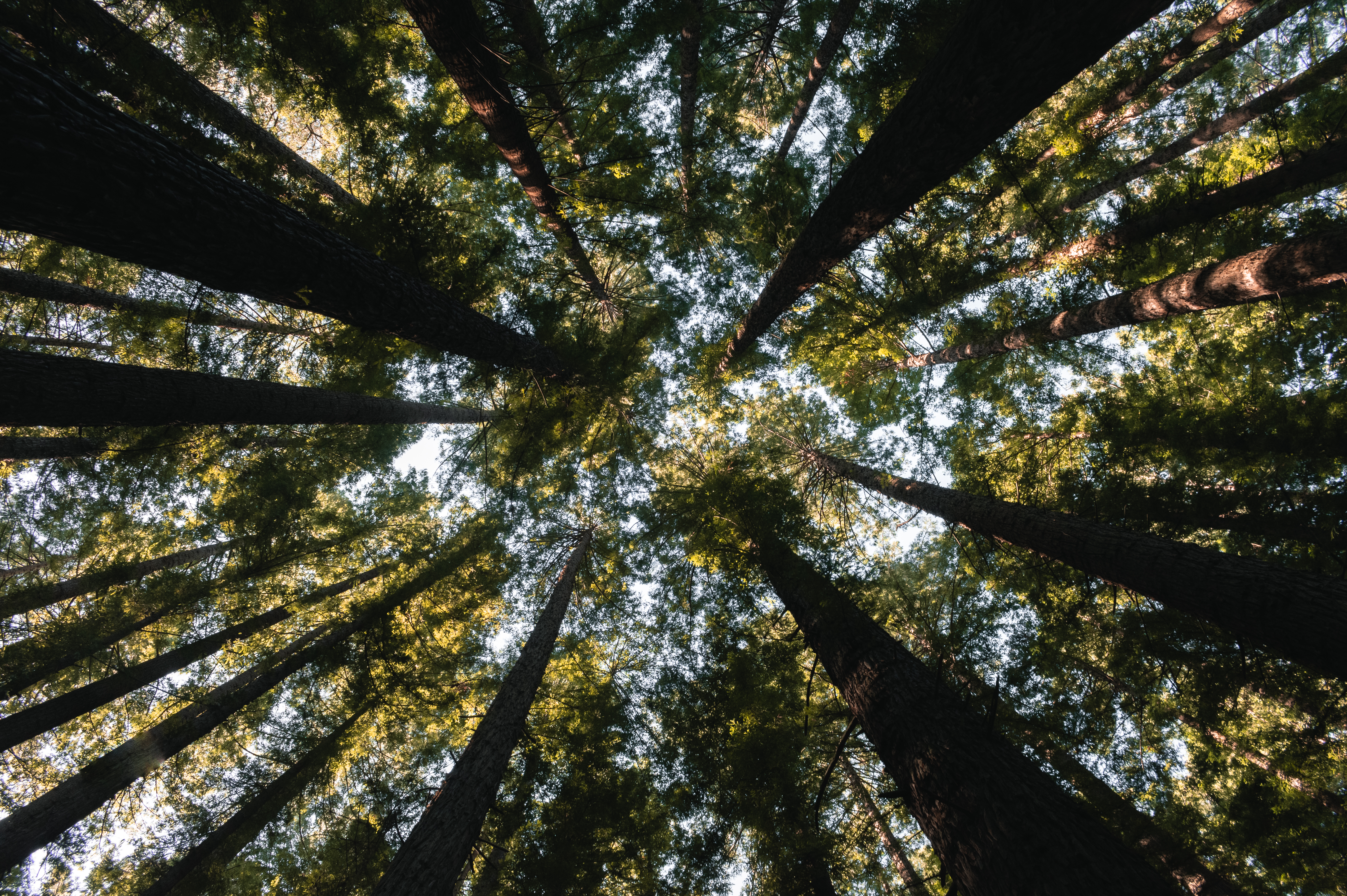 An image showing Amazon rainforest trees from it's roots pointing to the sky - Brazil.